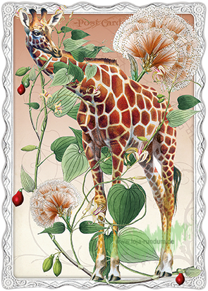 Auguri – Giraffe – Edition Gollong