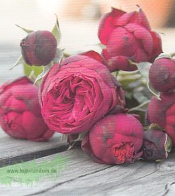 Rosen auf Holzplanken – TAURUS Kunstkarten