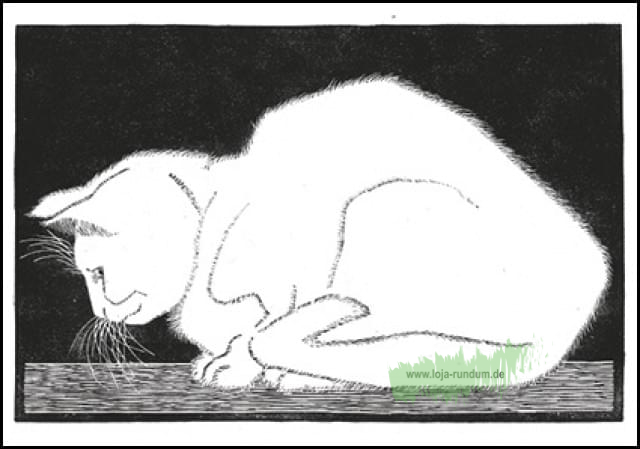 Weiße Katze, M.C. Escher – B&B