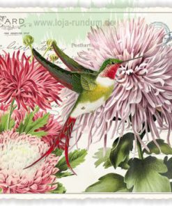 ASTER (O.T.) (QUER)- Edition Tausendschön PK900